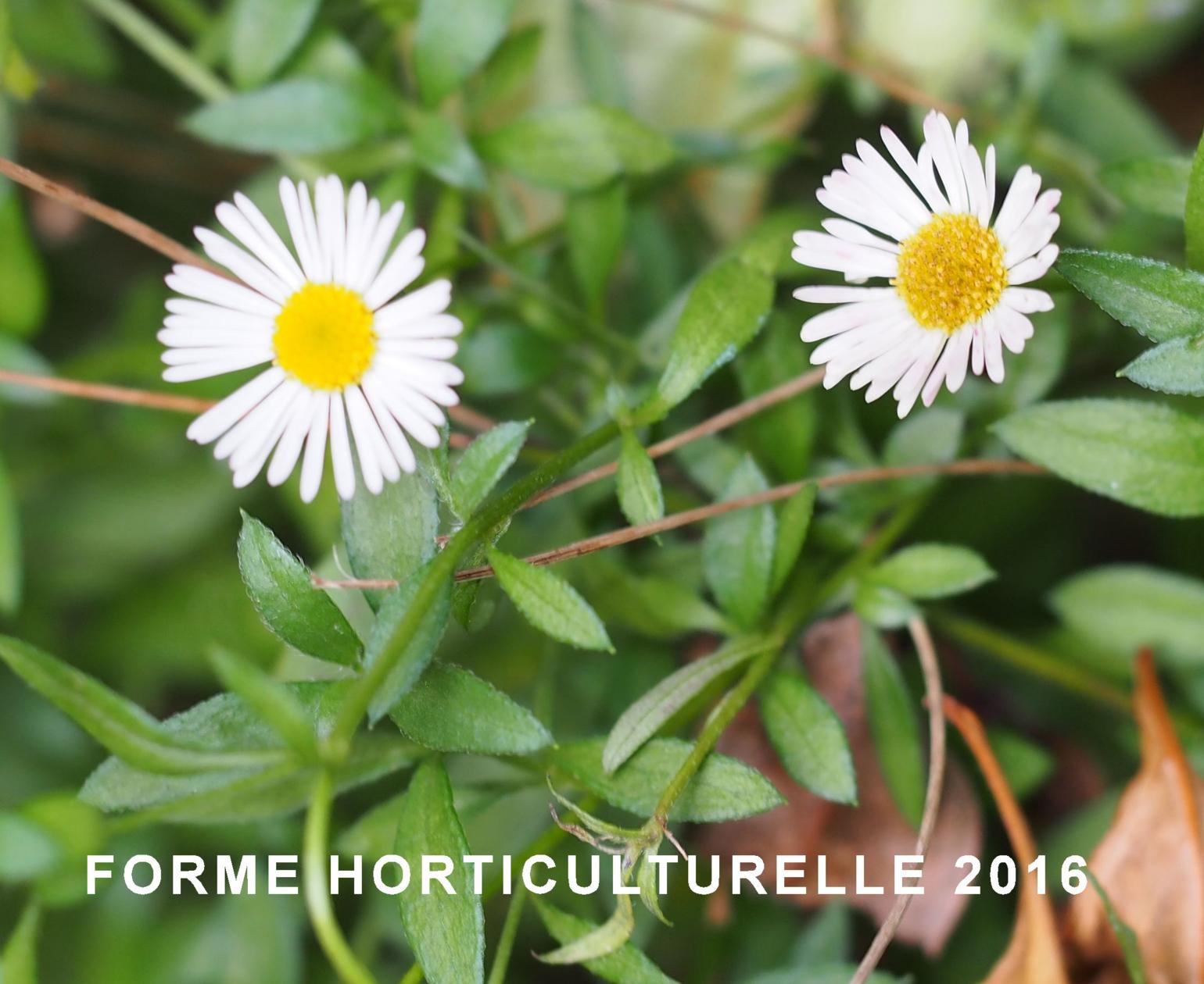 Fleabane, Mexican